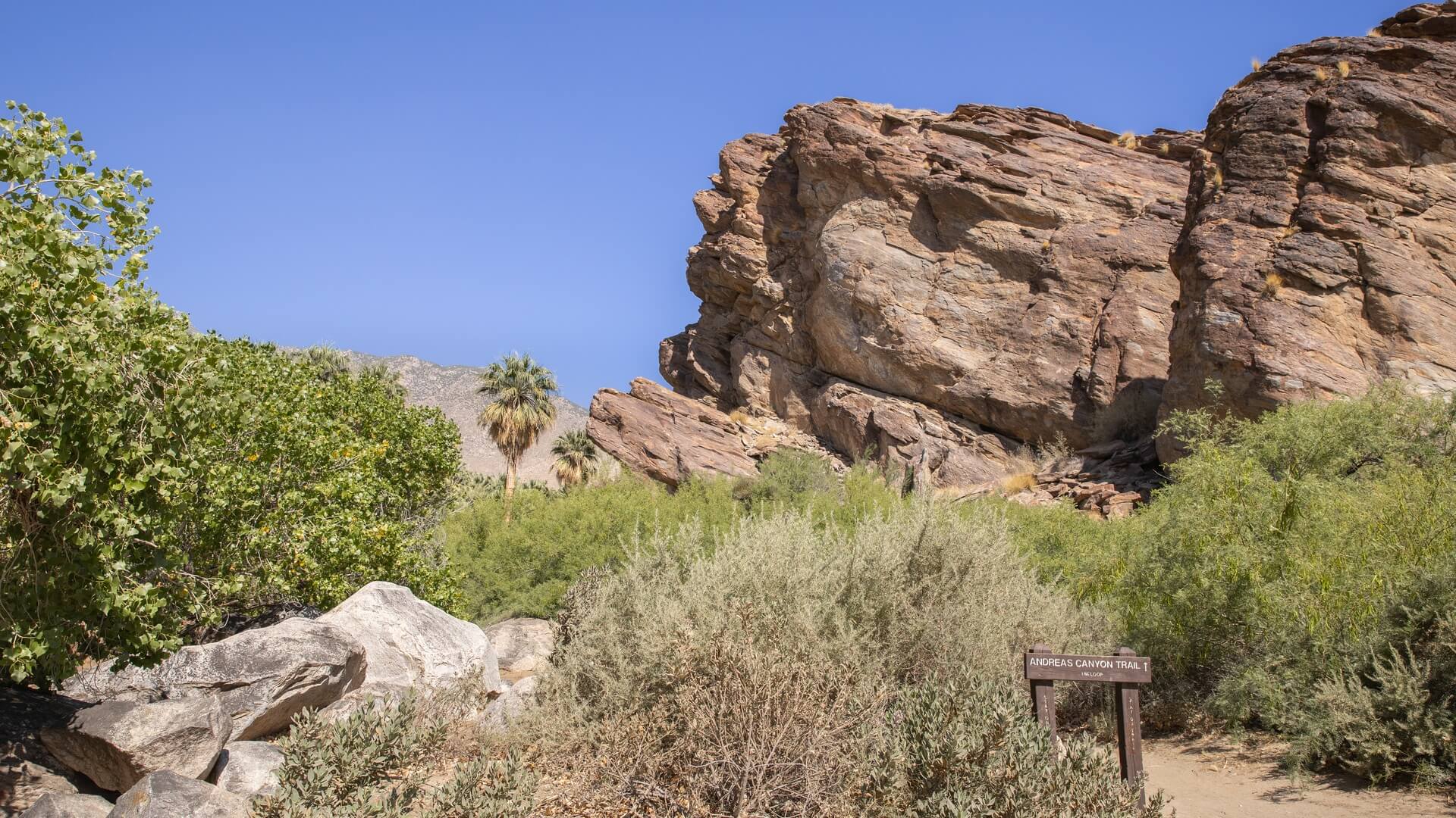 Andreas Canyon, part of the Indian Canyons in Palm Springs, Credit- visitgreaterpalmsprings.com Visit Greater Palm Springs @visitgreaterps (2) (1)